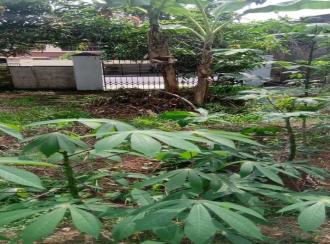 Residential Land for Sale in Ernakulam, Aluva, Pazhanganad