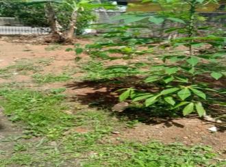 Residential Land for Sale in Ernakulam, Aluva, Pazhanganad