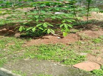 Residential Land for Sale in Ernakulam, Aluva, Pazhanganad