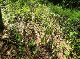 Agricultural Land for Sale in Kannur, Peravoor, Peravoor