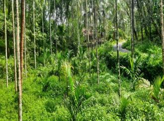 Agricultural Land for Sale in Kannur, Peravoor, Peravoor