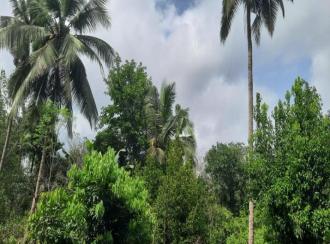 Agricultural Land for Sale in Kannur, Peravoor, Peravoor