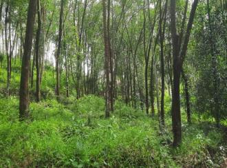 Agricultural Land for SaleKannur, Peravoor, Peravoor