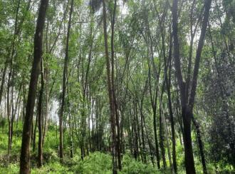 Agricultural Land for Sale in Kannur, Peravoor, Peravoor