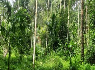 Agricultural Land for Sale in Kannur, Peravoor, Peravoor