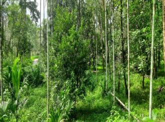 Agricultural Land for Sale in Kannur, Peravoor, Peravoor