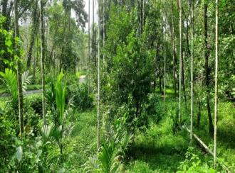 Agricultural Land for Sale in Kannur, Peravoor, Peravoor