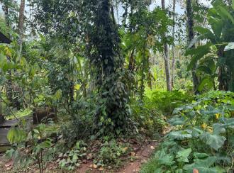 Residential Land for Sale in Pathanamthitta, Thiruvalla, Podiyadi