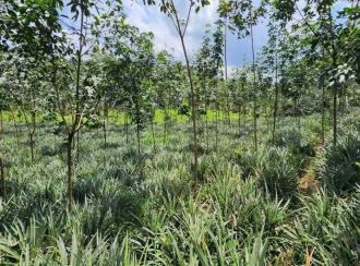 Residential Land for Sale in Idukki, Thodupuzha, Thekkumbhagam