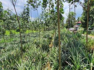 Residential Land for Sale in Idukki, Thodupuzha, Thekkumbhagam