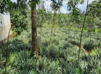 Residential Land for Sale in Idukki, Thodupuzha, Thekkumbhagam