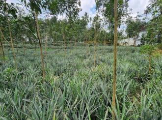 Residential Land for Sale in Idukki, Thodupuzha, Thekkumbhagam