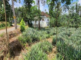 Residential Land for Sale in Idukki, Thodupuzha, Thekkumbhagam