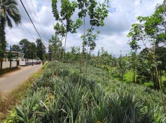 Residential Land for Sale in Idukki, Thodupuzha, Thekkumbhagam
