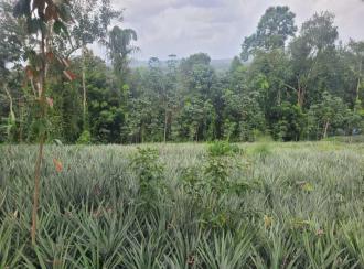 Residential Land for SaleErnakulam, Kolenchery, Choondy