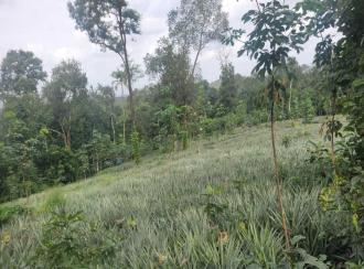 Residential Land for Sale in Ernakulam, Kolenchery, Choondy