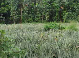 Residential Land for Sale in Ernakulam, Kolenchery, Choondy