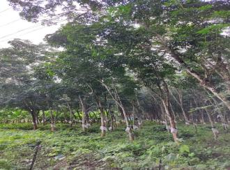 Residential Land for Sale in Kollam, Punalur, Kalayanadu