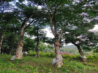 Residential Land for Sale in Kollam, Punalur, Kalayanadu