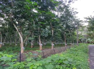 Residential Land for Sale in Kollam, Punalur, Kalayanadu