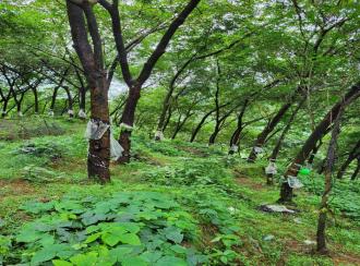 Agricultural Land for SaleKozhikode, Balussery, Panangad