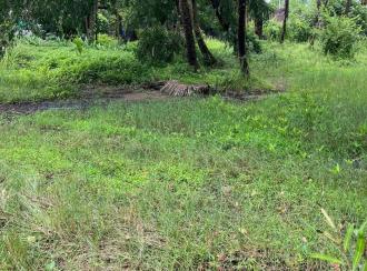 Residential Land for Sale in Ernakulam, Ernakulam town, Njarackal