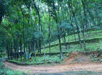 Residential Land for Sale in Kottayam, Pala, Kalaketty