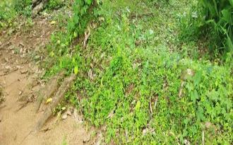 Residential Land for Sale in Palakkad, Shoranur, Karakkad