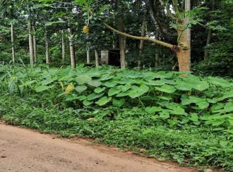 Residential Land for Sale in Thrissur, Chalakudy, Vellanchira