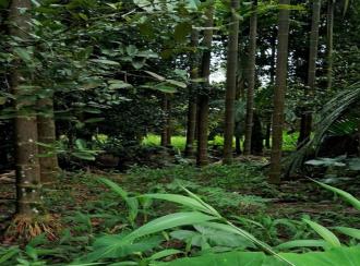 Residential Land for Sale in Thrissur, Chalakudy, Vellanchira