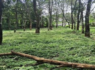 Residential Land for Sale