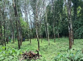 Residential Land for Sale in Kottayam, Pala, Pala