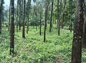 Residential Land for Sale in Kottayam, Pala, Pala