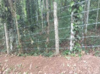 Residential Land for Sale in Trivandrum, Nedumangad, Koliyakode