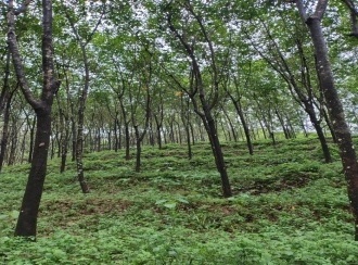 Agricultural Land for SaleIdukki, Thodupuzha, Velliamattom