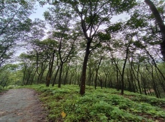 Agricultural Land for Sale in Idukki, Thodupuzha, Velliamattom
