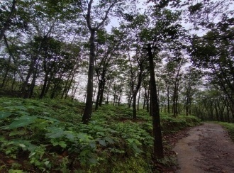 Agricultural Land for Sale in Idukki, Thodupuzha, Velliamattom