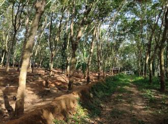 Agricultural Land for SaleTrivandrum, Neyyattinkara, Amaravila