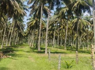 Commercial Land for SaleCoimbatore, Pollachi, Meenakshipuram