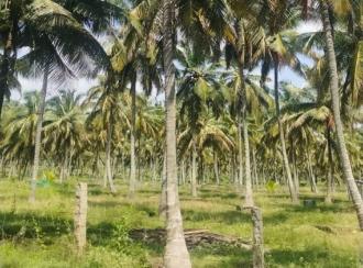 Commercial Land for Sale in Coimbatore, Pollachi, Meenakshipuram