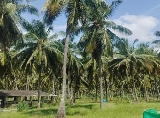 Commercial Land for Sale in Coimbatore, Pollachi, Meenakshipuram