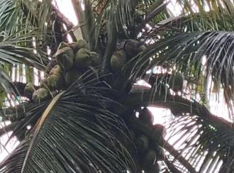 Commercial Land for Sale in Coimbatore, Pollachi, Meenakshipuram