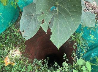 Residential Land for Sale in Thrissur, Kodakara, Kodakara