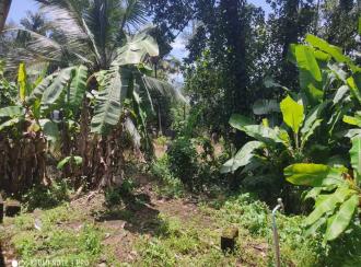 Residential Land for Sale in Alleppey, Mavelikara, Charummood