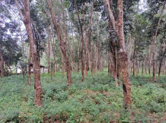 Residential Land for Sale in Kollam, Kadakkal, Kadakkal