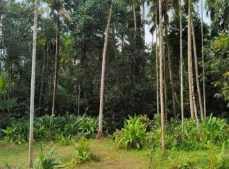 Residential Land for Sale in Ernakulam, Paravur, Chendamangalam