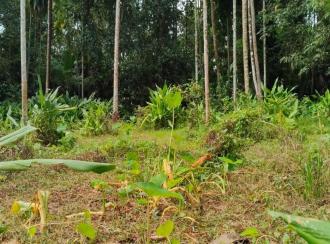 Residential Land for Sale in Ernakulam, Paravur, Chendamangalam