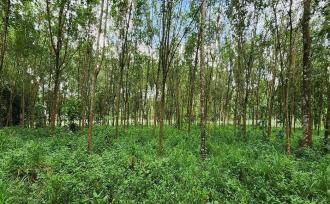 Residential Land for Sale in Idukki, Thodupuzha, Vazhithala