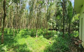 Residential Land for Sale in Idukki, Thodupuzha, Vazhithala