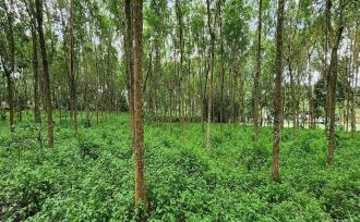 Residential Land for Sale in Idukki, Thodupuzha, Vazhithala